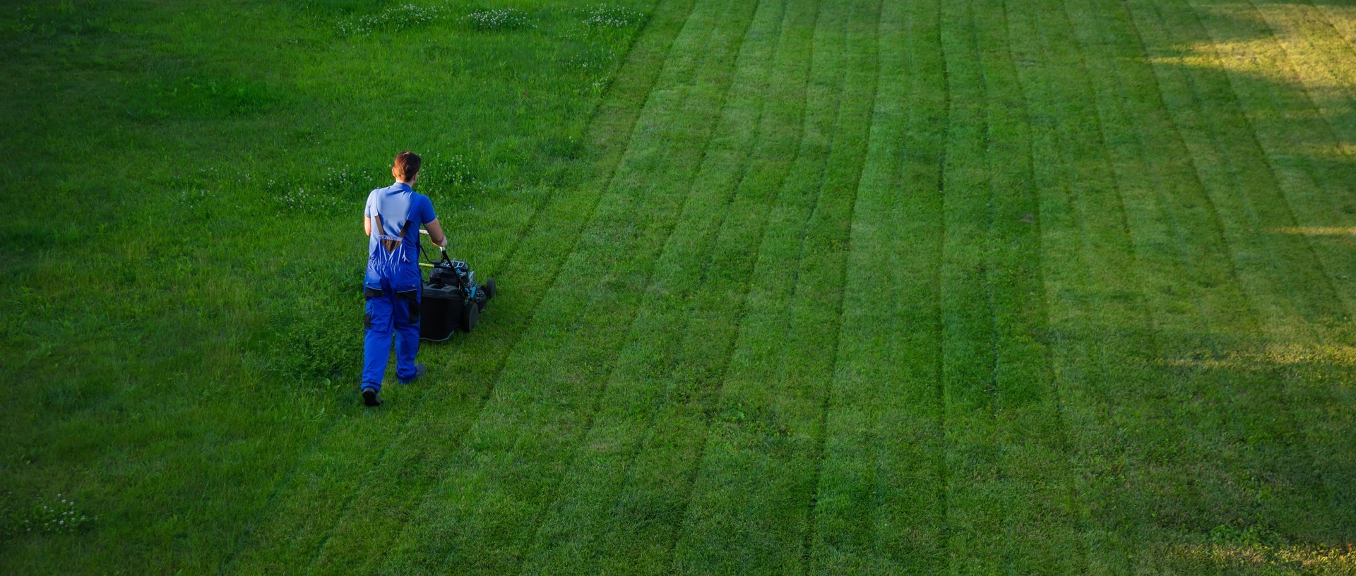 Professional lawn care